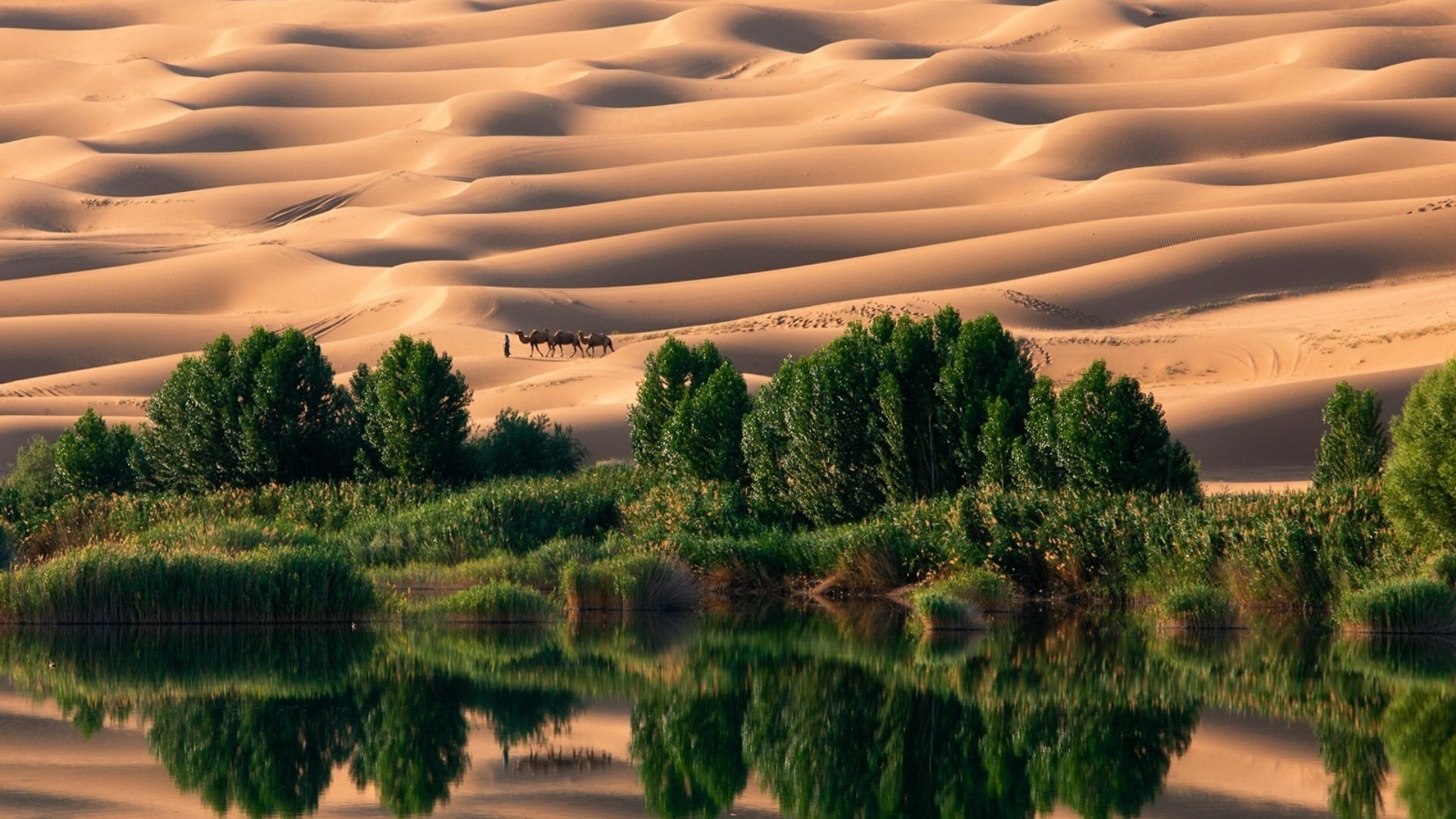 desert, oasis, water, sand, camel