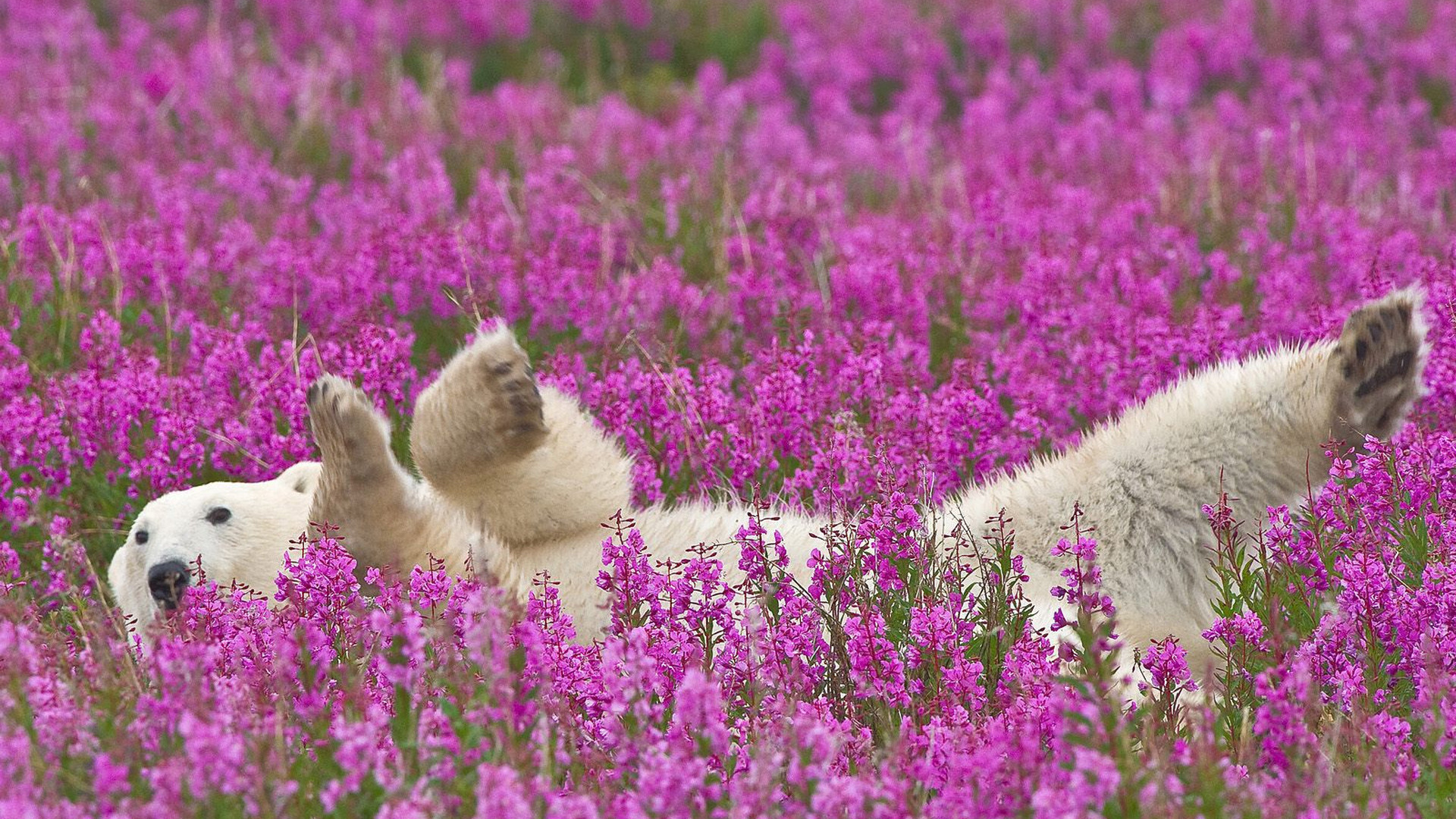 bear, forest, tree, grey, flower, wild