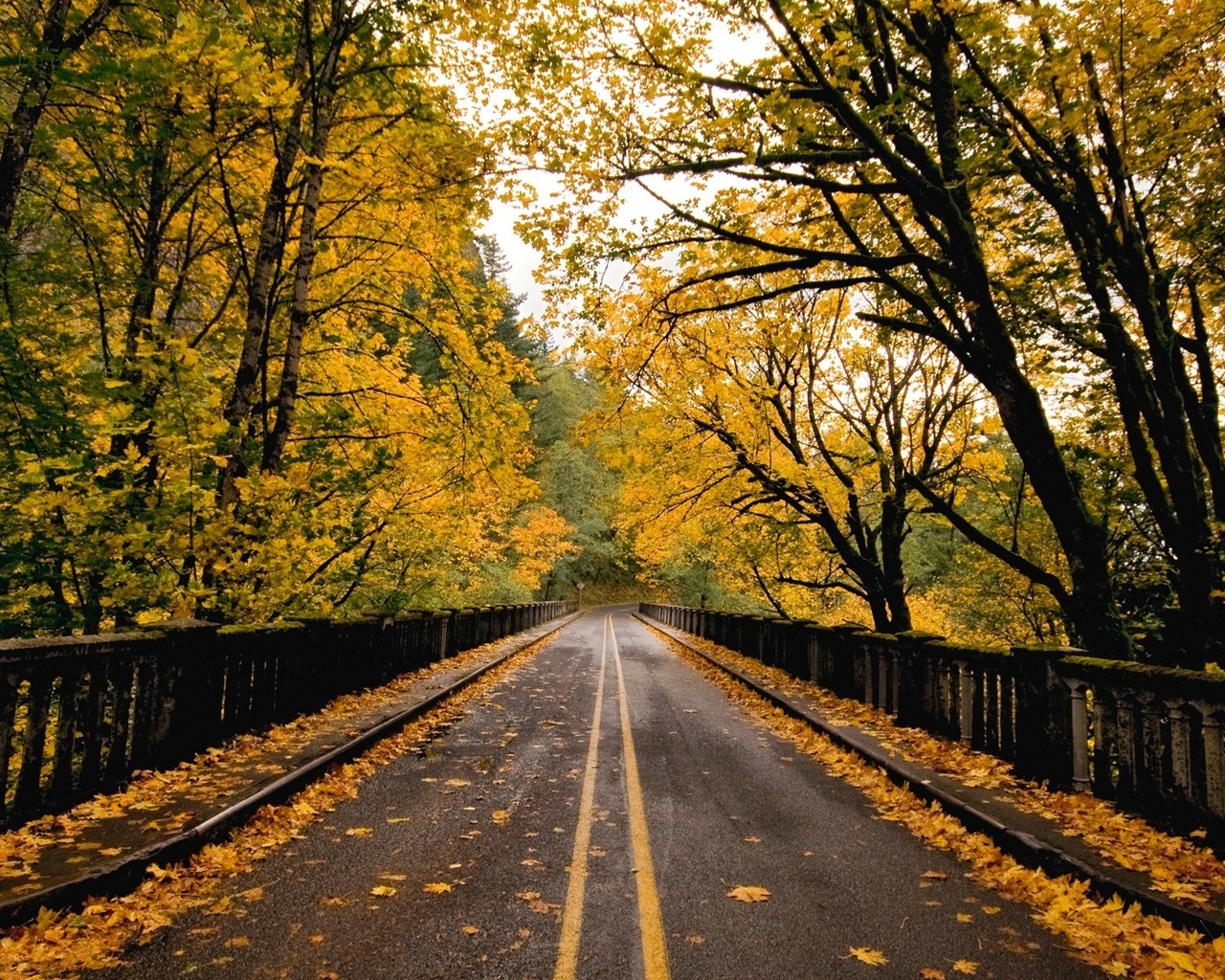 road, tree, forest, fence, autumn, leaves, naturals