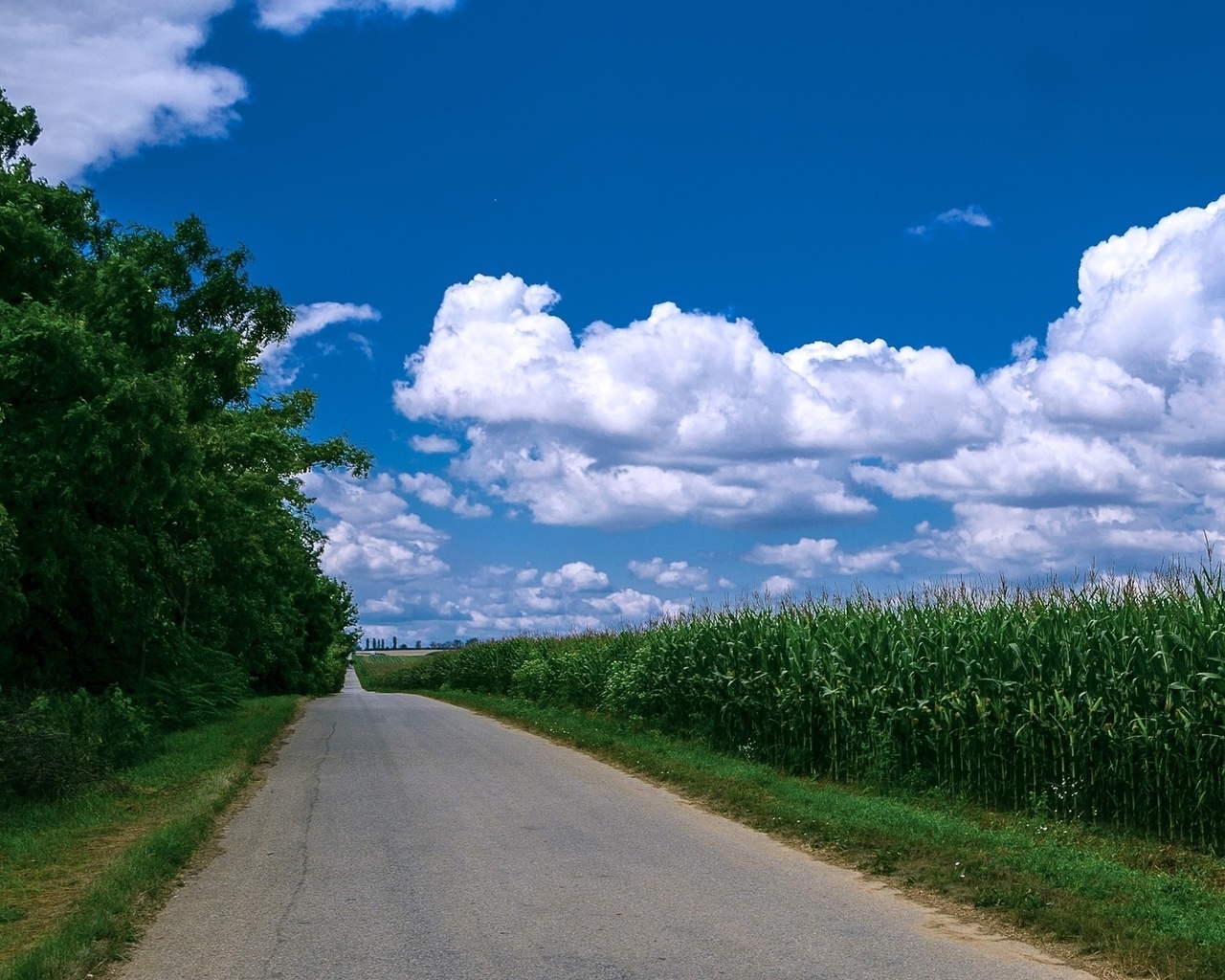 maize, tree, road, fence, green, path, grass