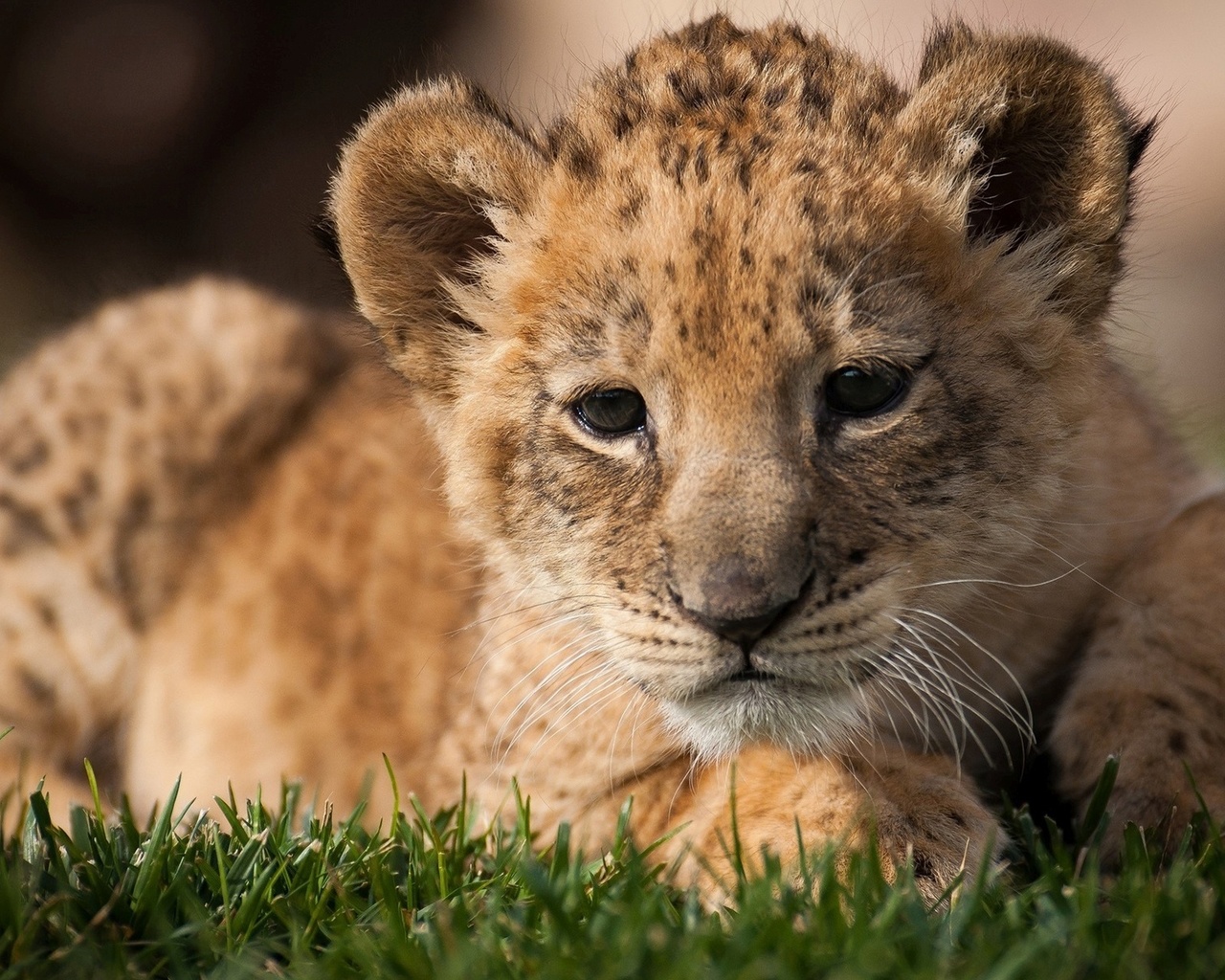 lion, cub, wild, grass, bigcat