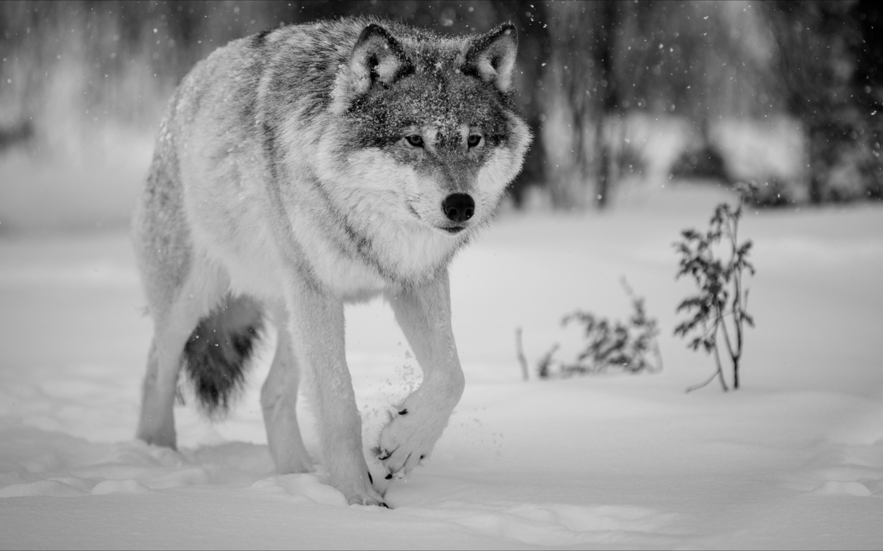 nature, winter, animals, wolf, , 