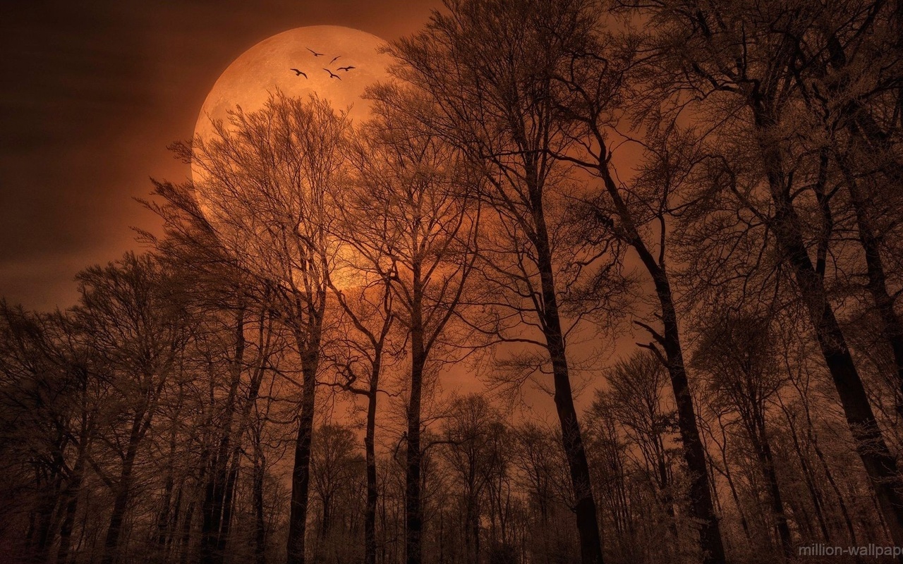 moon, night, birds, sky, tree, forest, dark