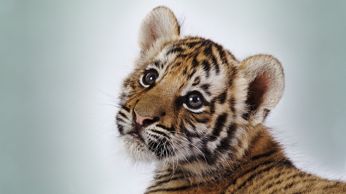 tiger, cute, baby, wild, look