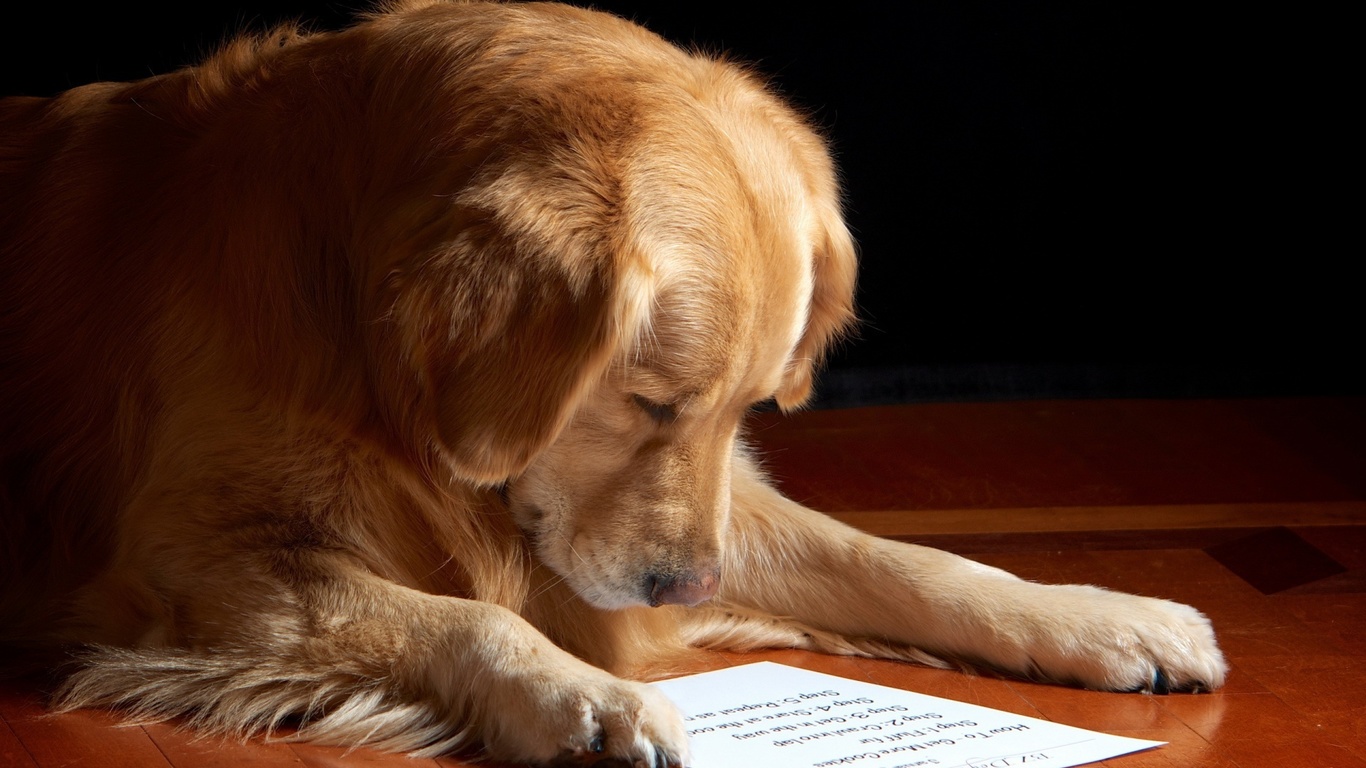 dog, read, paper, cute