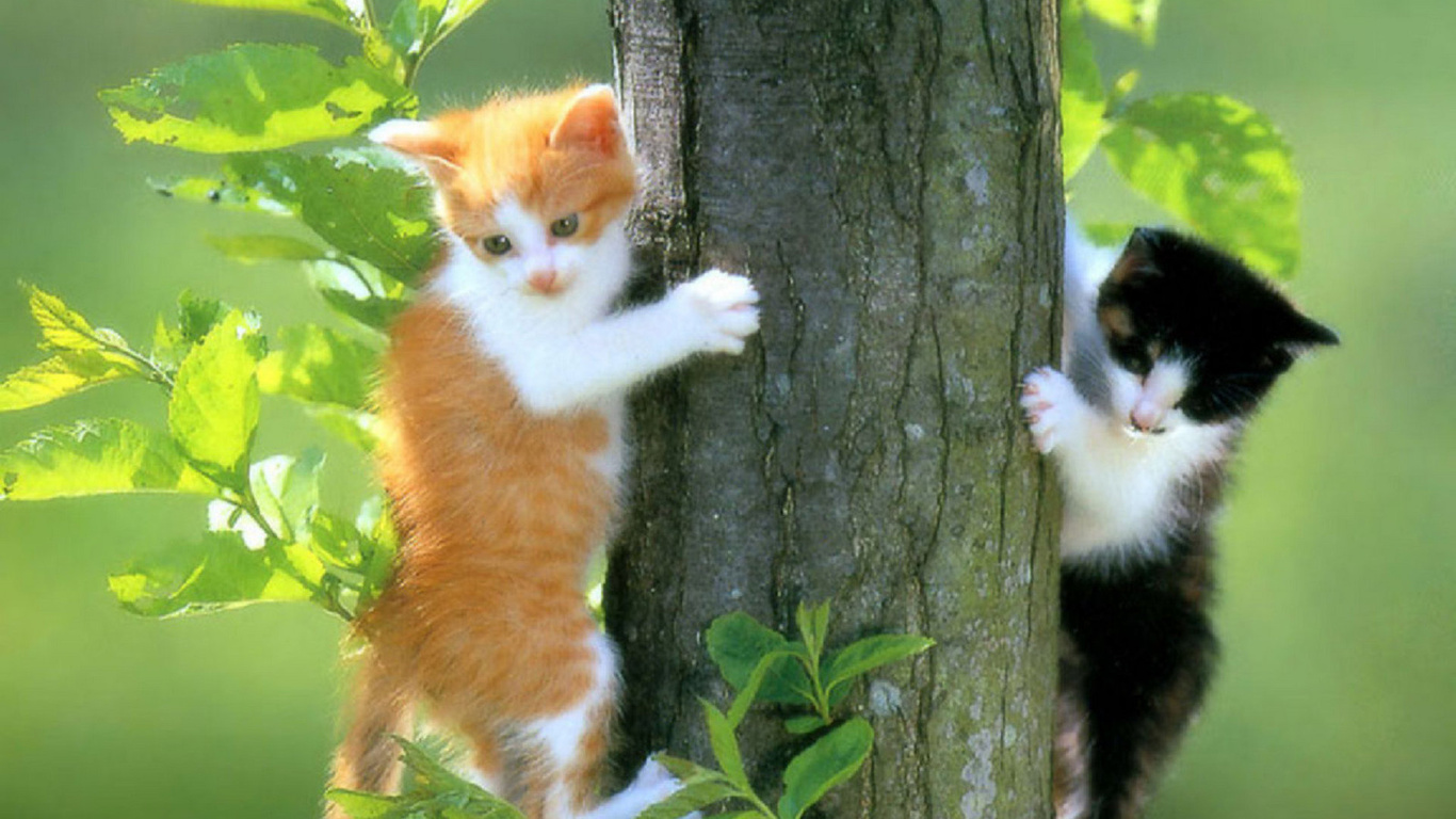 cats, kittens, tree, leaves