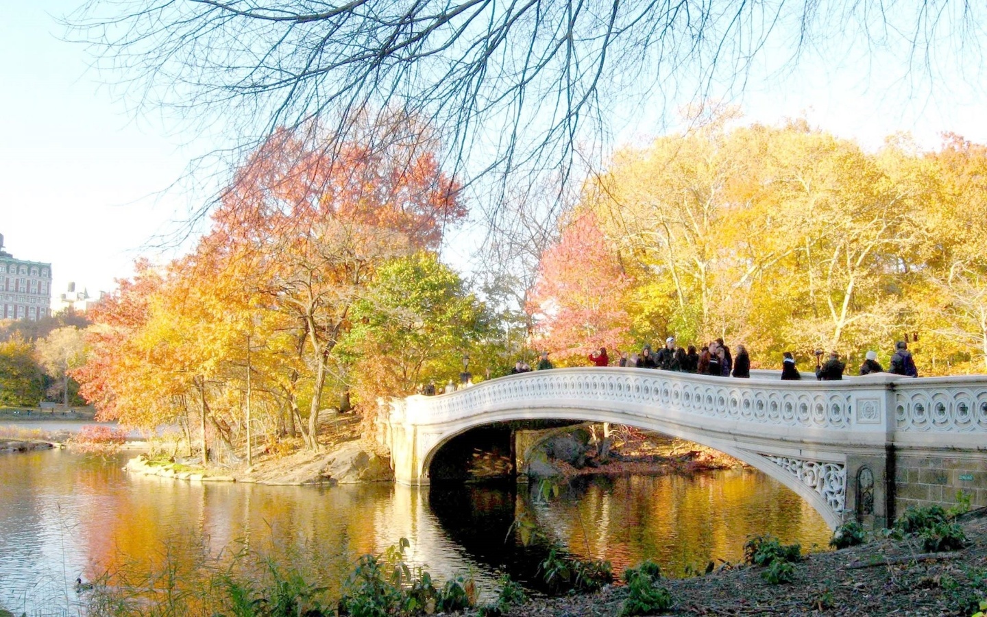 bridge, river, autumn, tree, leaves