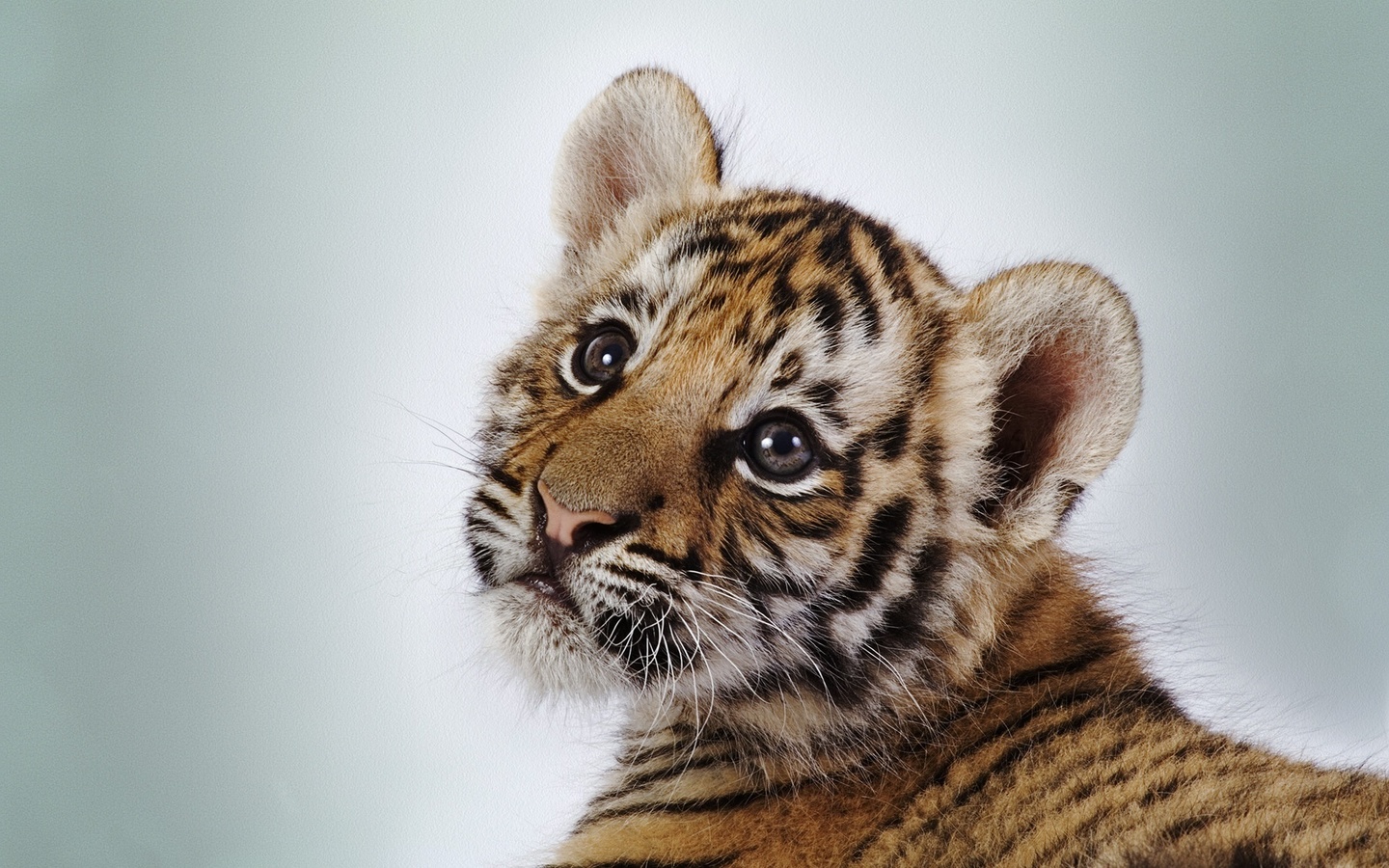 tiger, cute, baby, wild, look