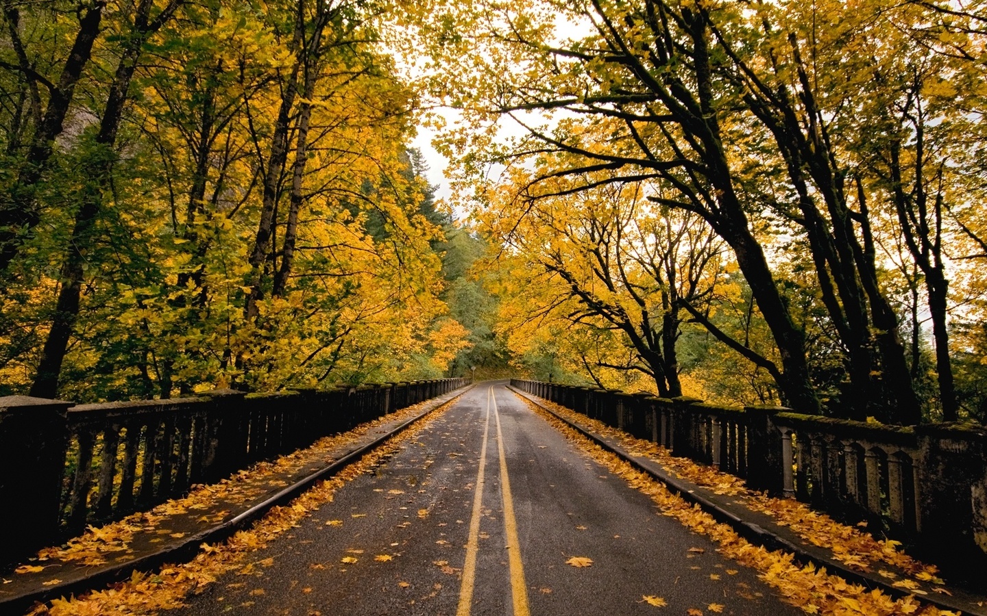 road, tree, forest, fence, autumn, leaves, naturals