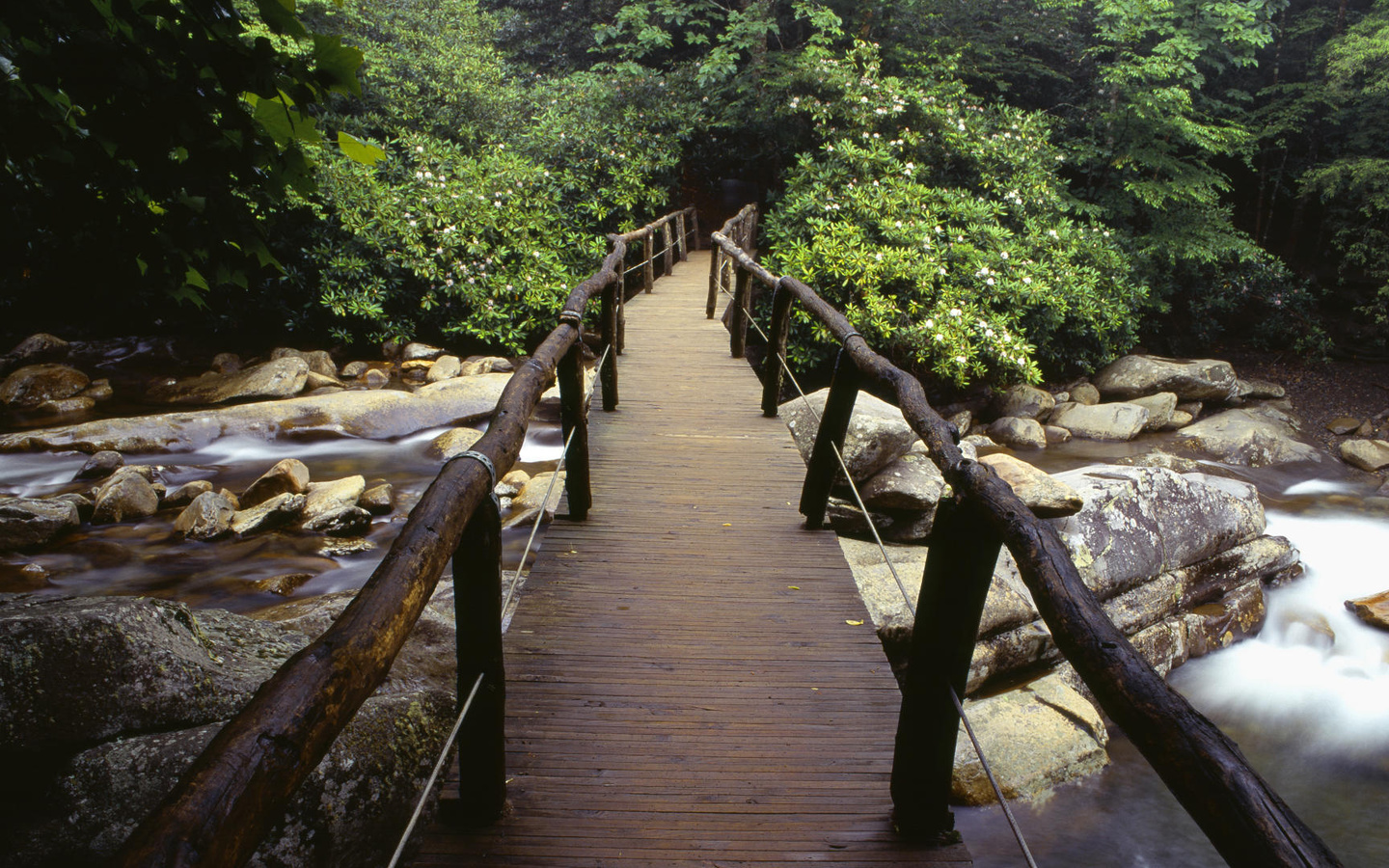 bridge, river, rock, water, tree, river, green, forest