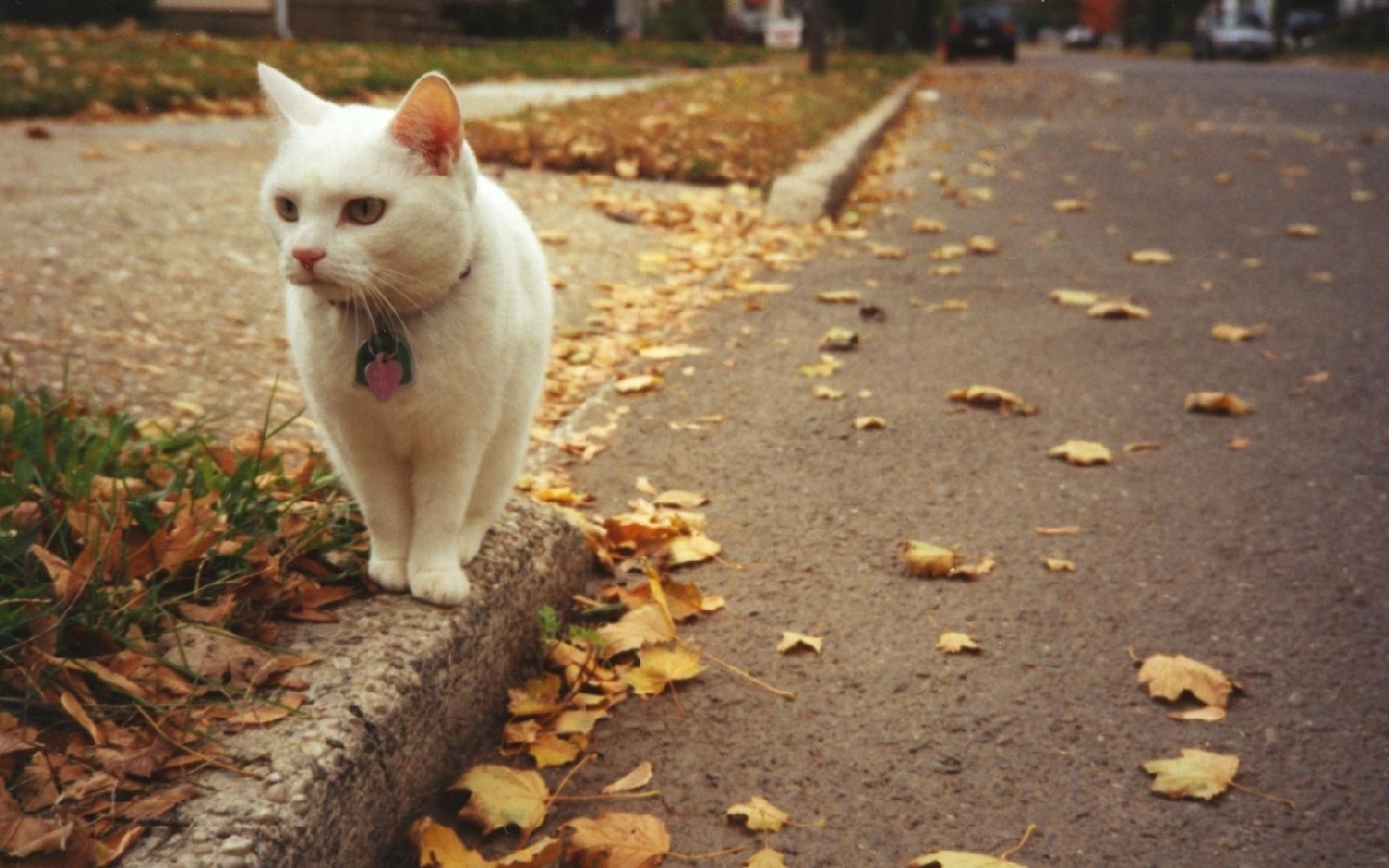 cat, little, white, street
