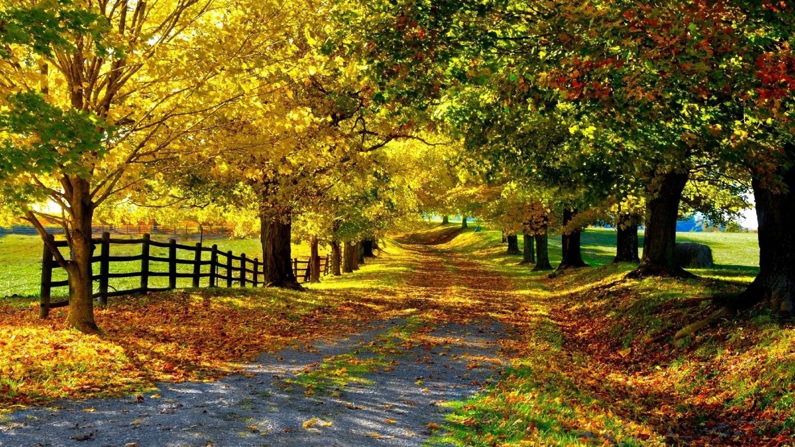 autumn, tree, road, sky, mountain