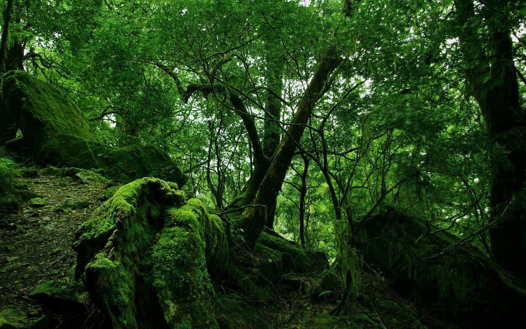 forest, tree, root, green, jungle, branch, leaves