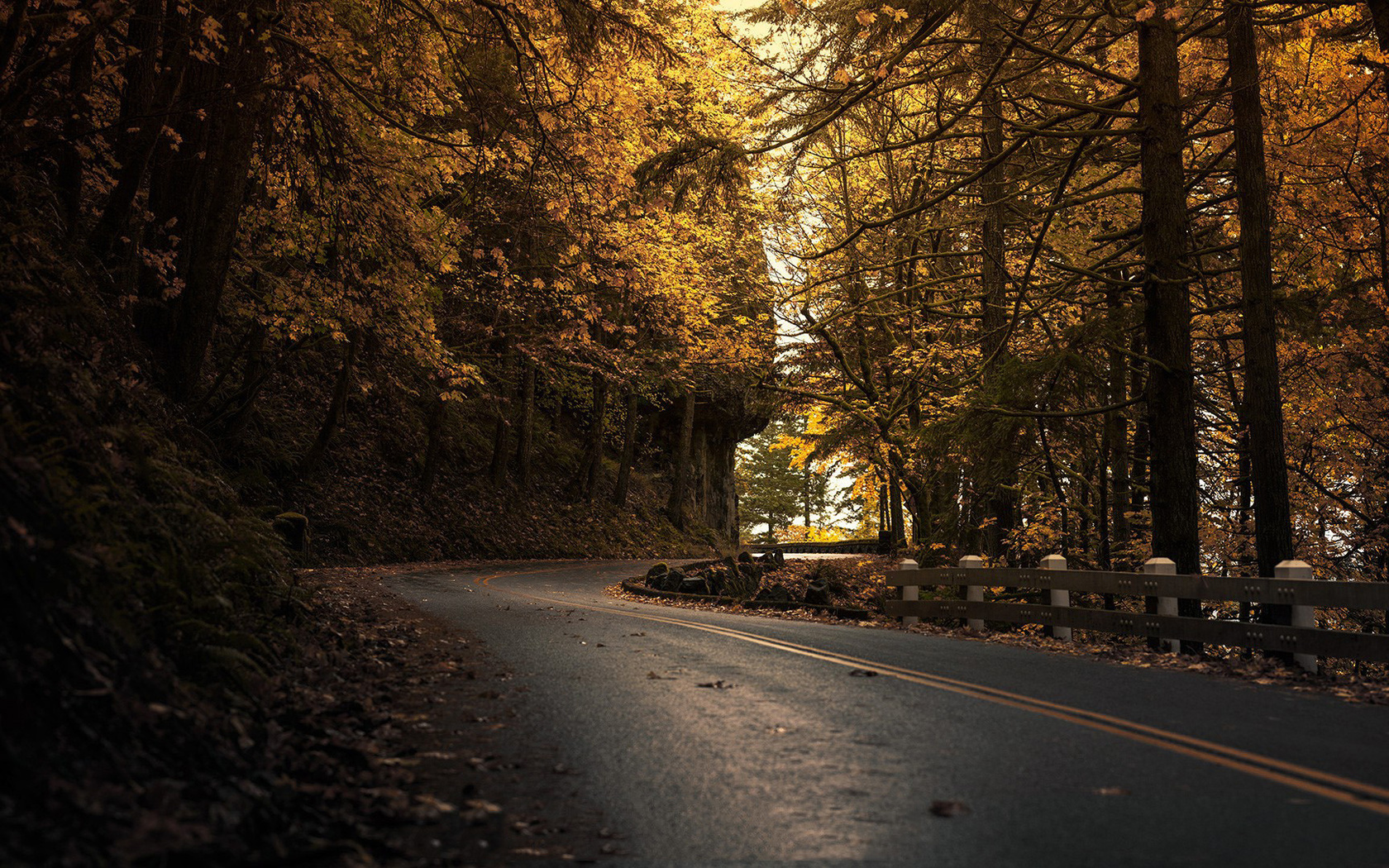 road, dark, autumn, tree, leaves, forest, 