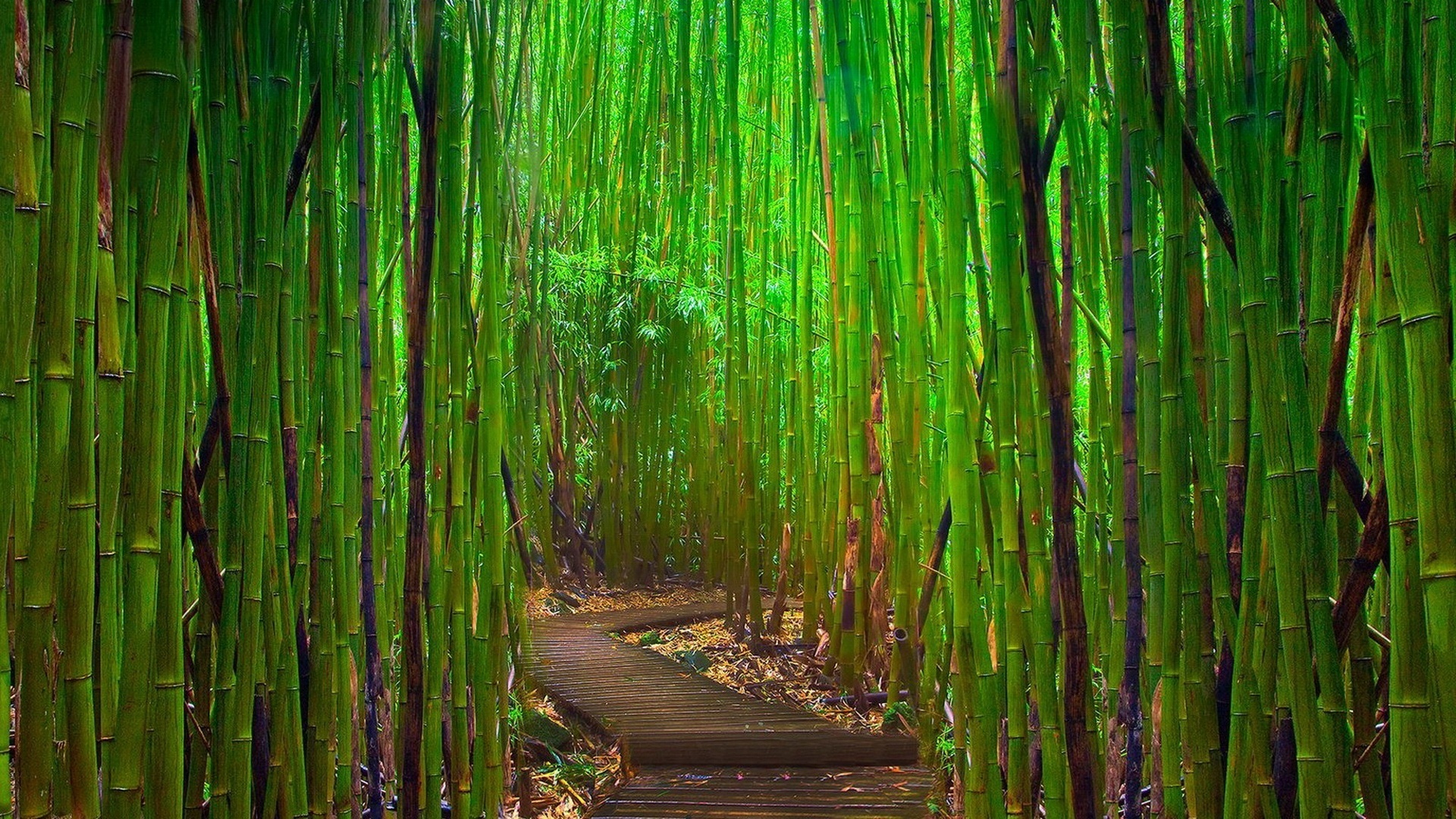 bamboo, jungle, green, tree, way