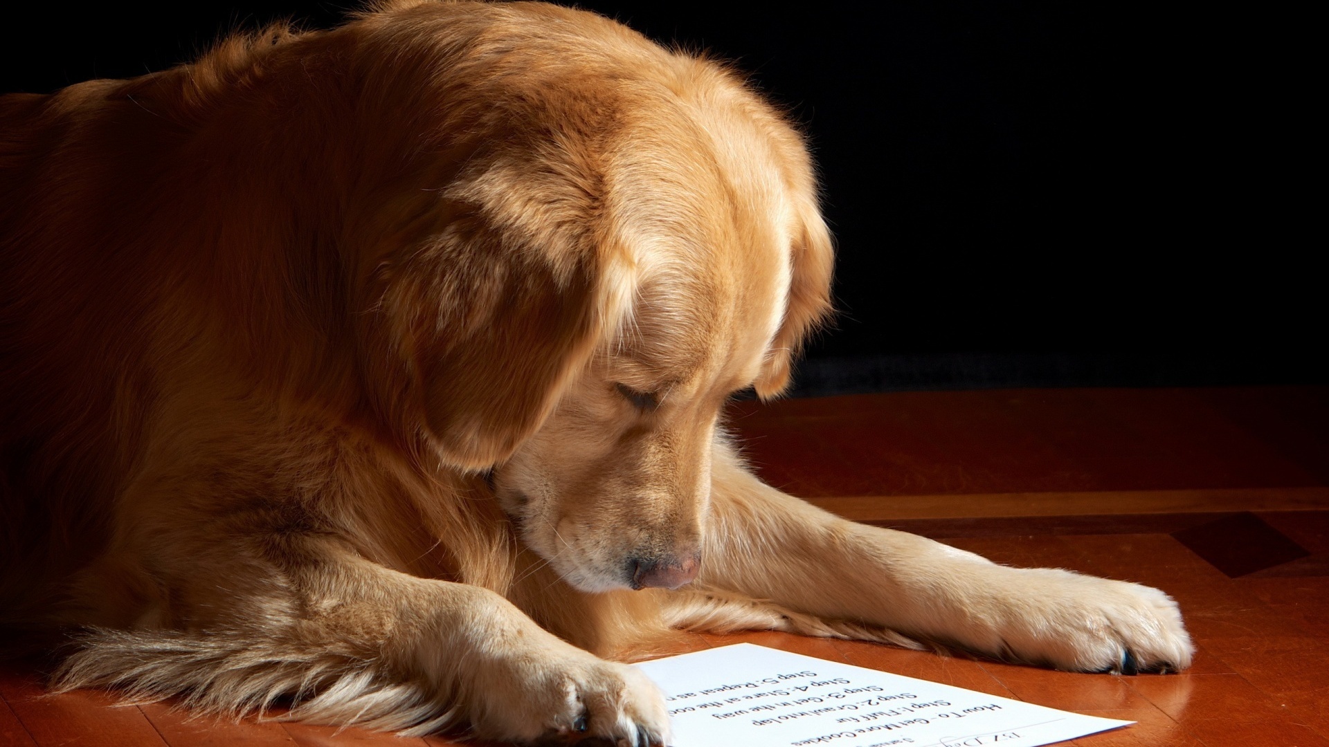 dog, read, paper, cute