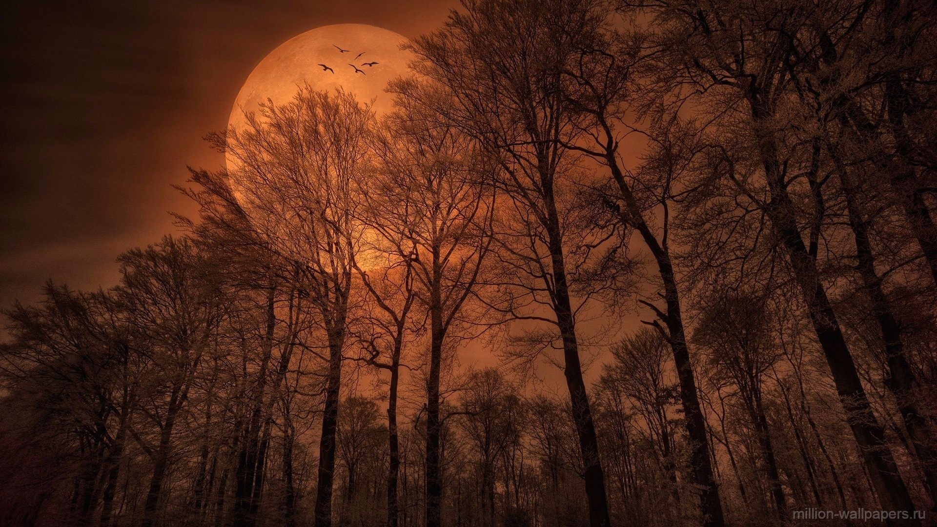 moon, night, birds, sky, tree, forest, dark
