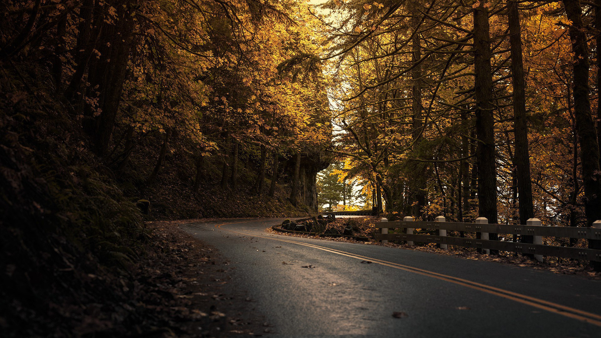 road, dark, autumn, tree, leaves, forest, 