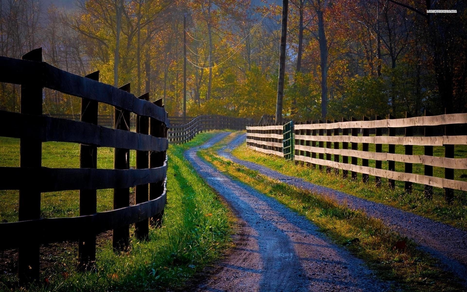 fence, road, tree, path, forest