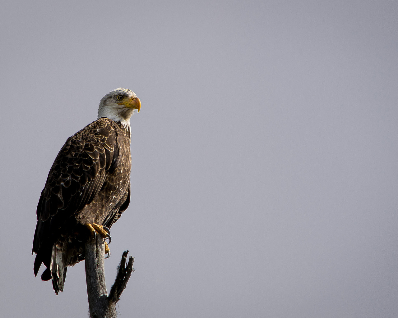 eagle, tree, branch, bird, wild