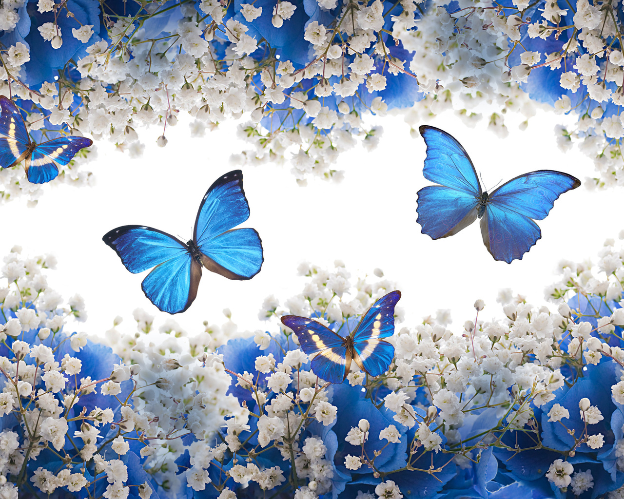blue, white, flowers, blossom, butterflies, , 