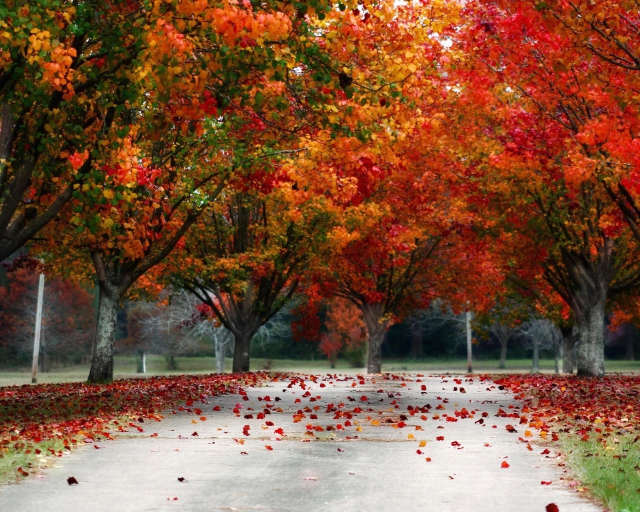 leaves, red, tree, autumn