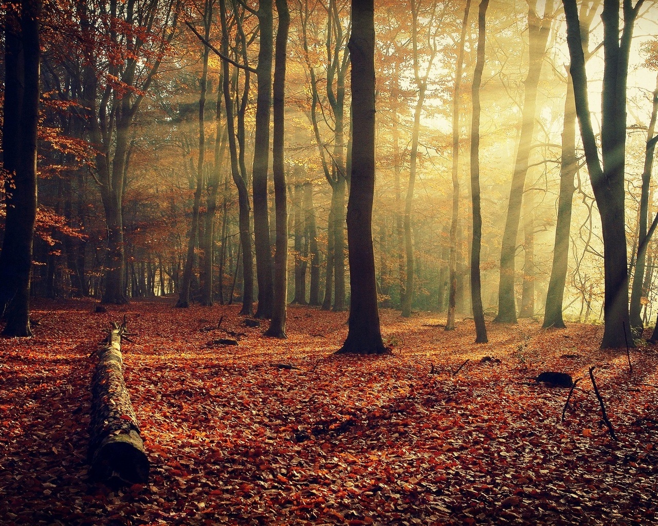 forest, tree, leaves, autumn