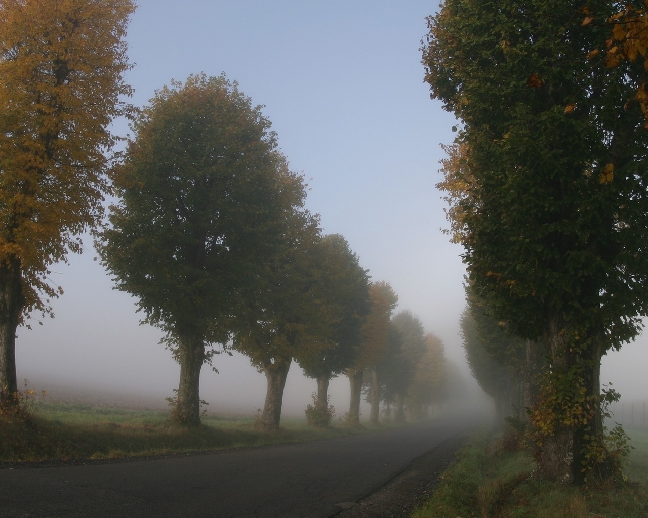 pine, tree, mist, path