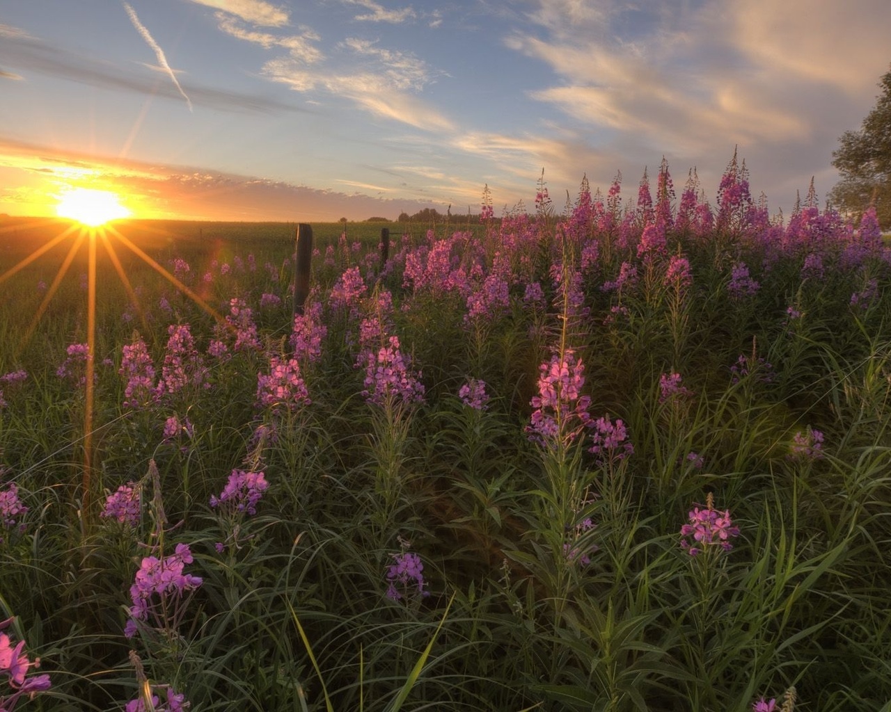 sunset, flower, sky, sun