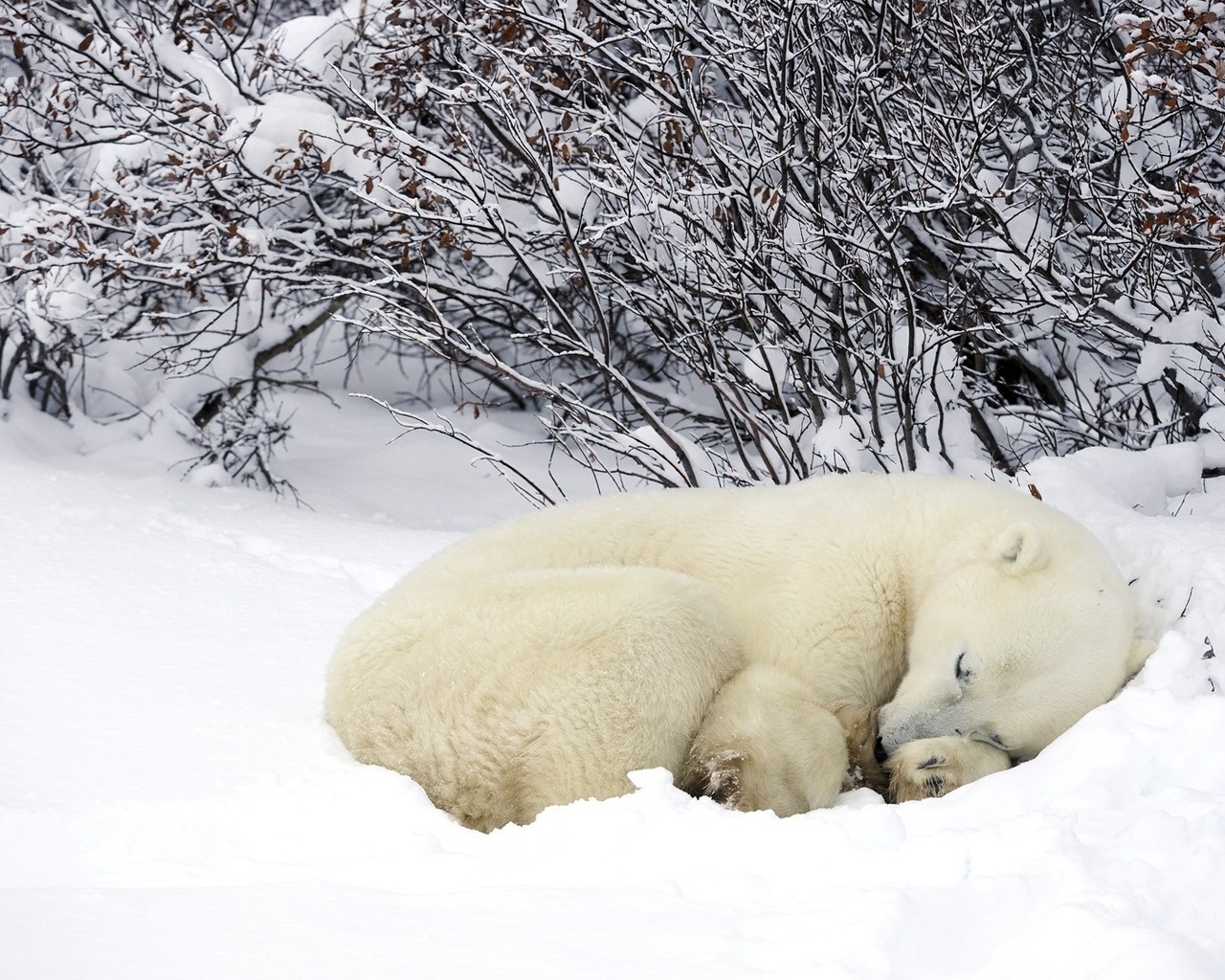 bear, polar, cub, dream, snow, wild