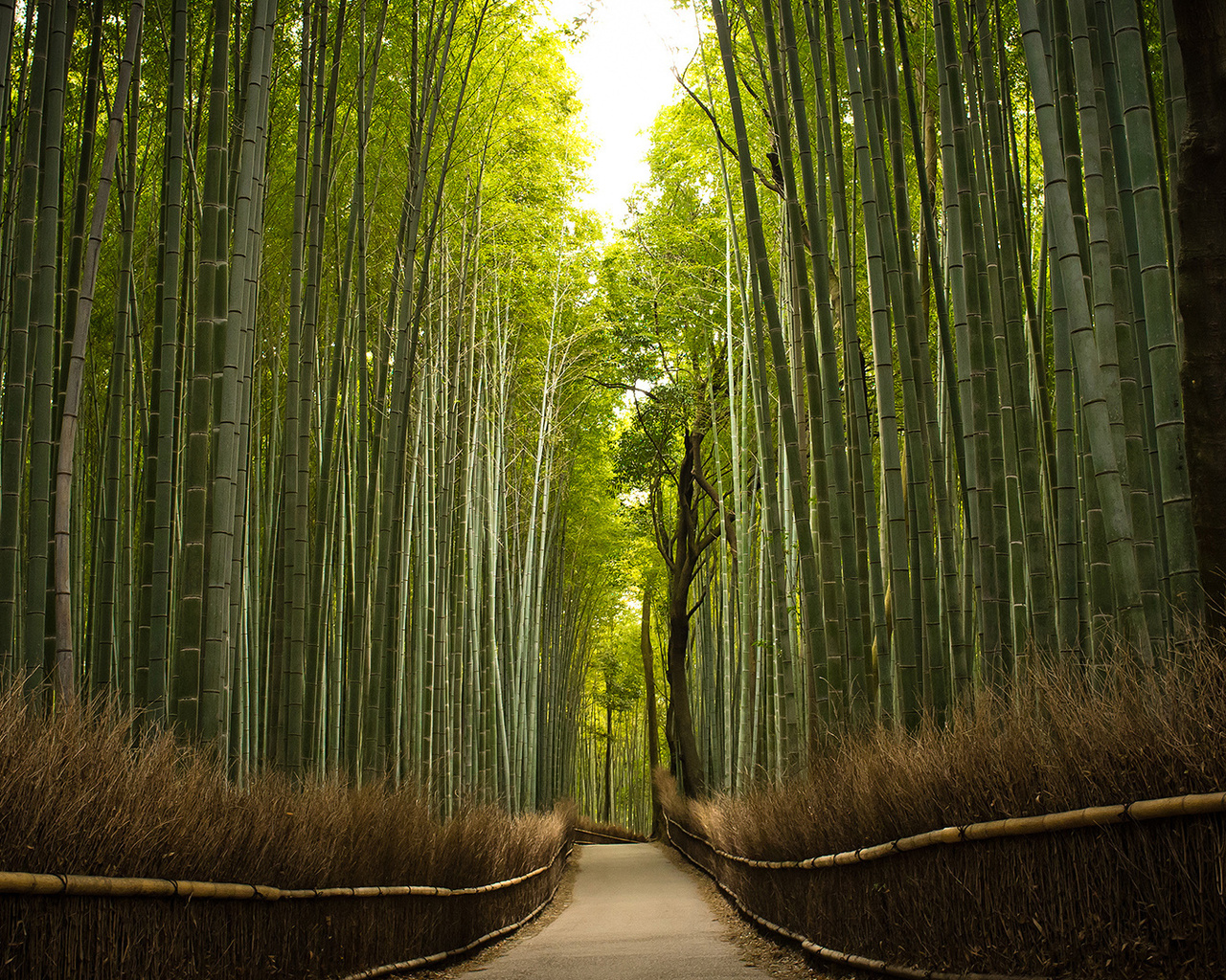 bambu, tree, green, forest, path