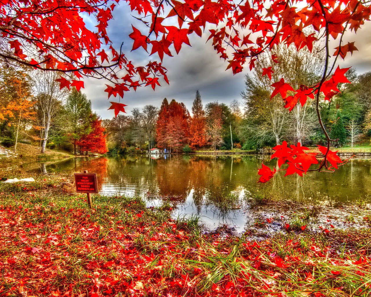 river, reflextion, tree, leaves, red, autumn, ,, 