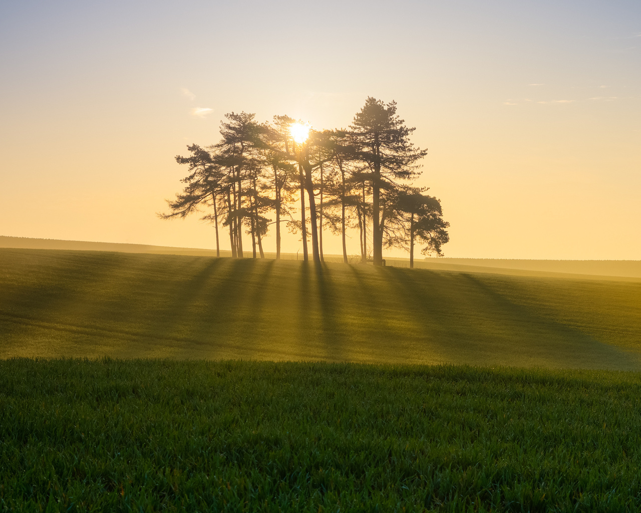 sunlight, tree, sun, clouds, grass