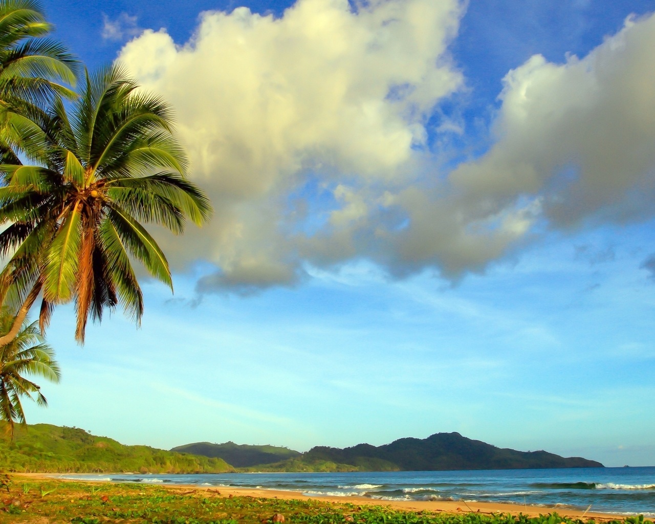 beach, ocean, water, sea, palm, sky