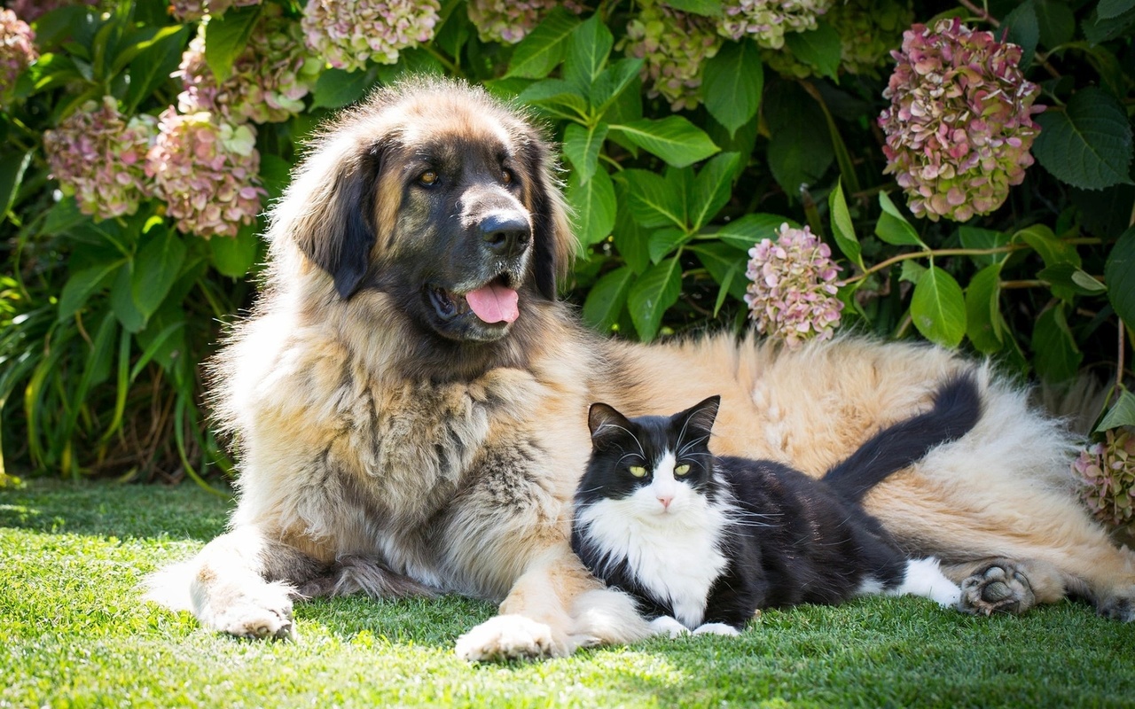 dog, cat, friends, grass, cute