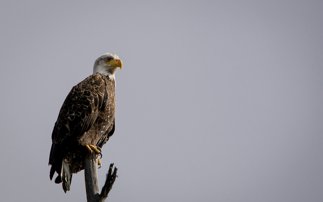 eagle, tree, branch, bird, wild