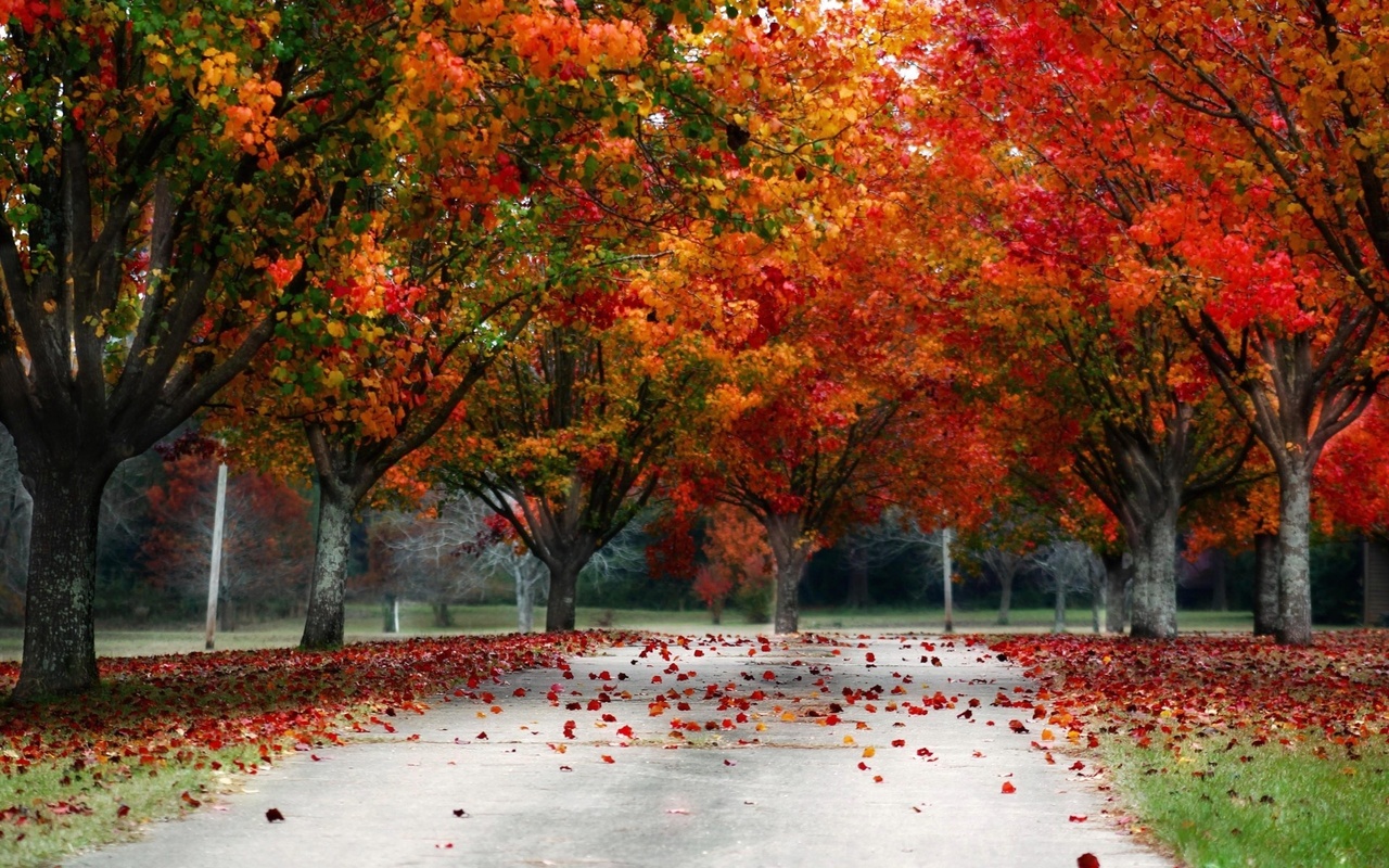 leaves, red, tree, autumn