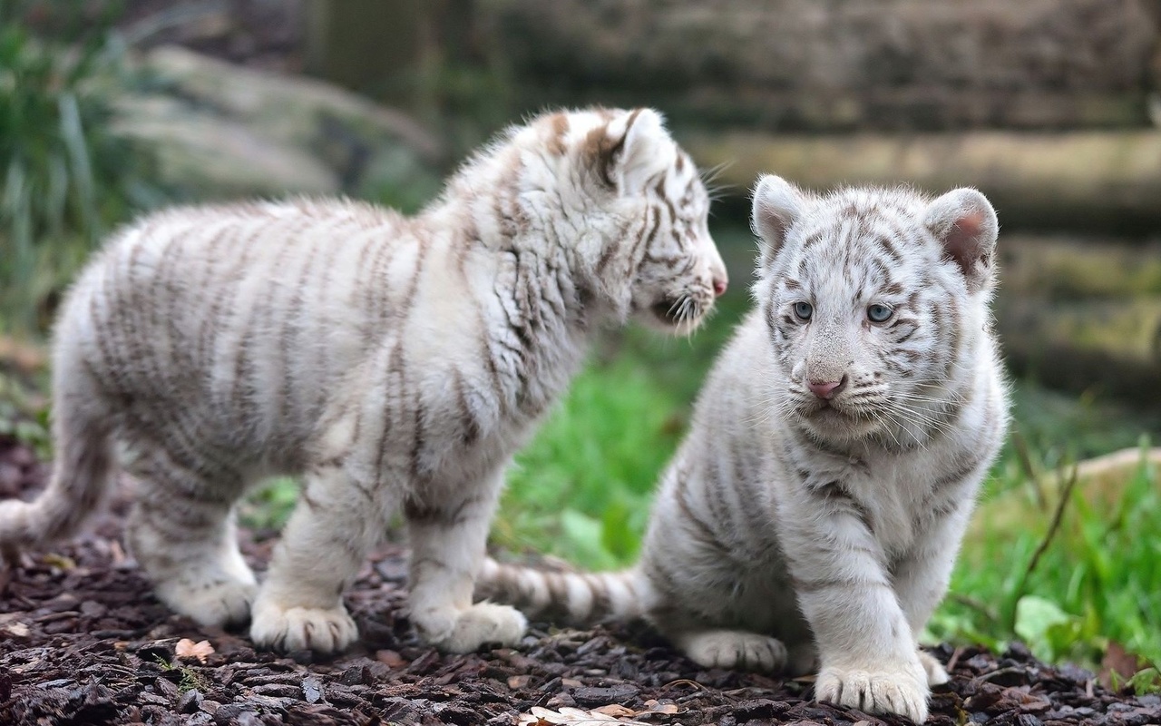 tiger, white, cub, wild