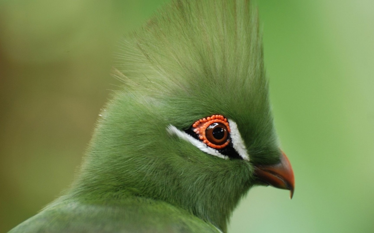 turaco, birds, green, wild,  