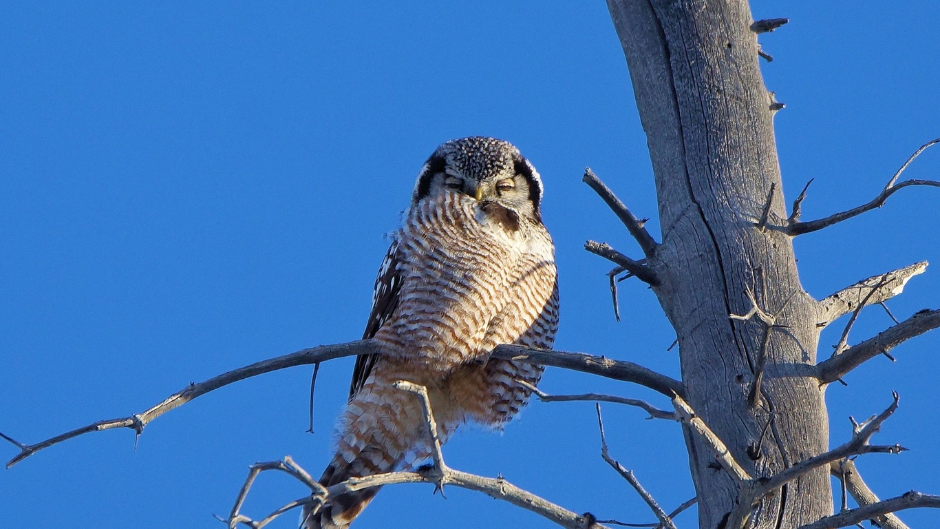 owl, bird, tree, fly, wild