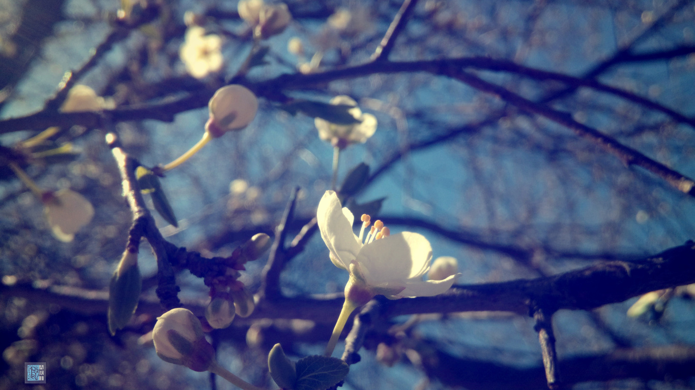 ,  , , , , , , , , macro, spring, color of the wood, plum, nature, branches, flowers, bloom, beautiful, bart