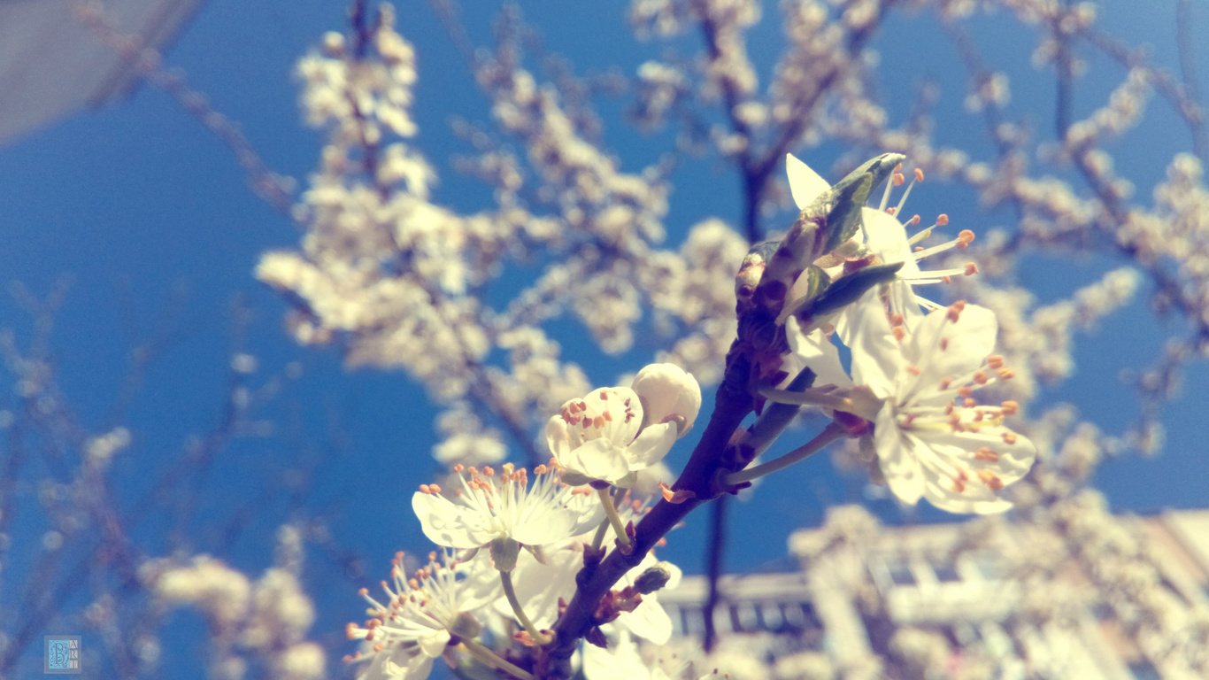 ,  , , , , , , , , macro, spring, color of the wood, plum, nature, branches, flowers, bloom, beautiful, bart