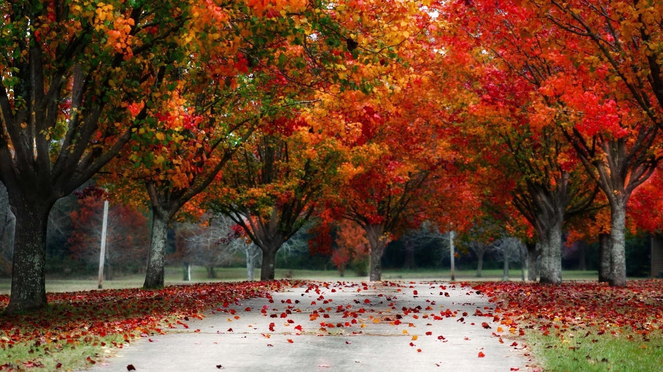 leaves, red, tree, autumn