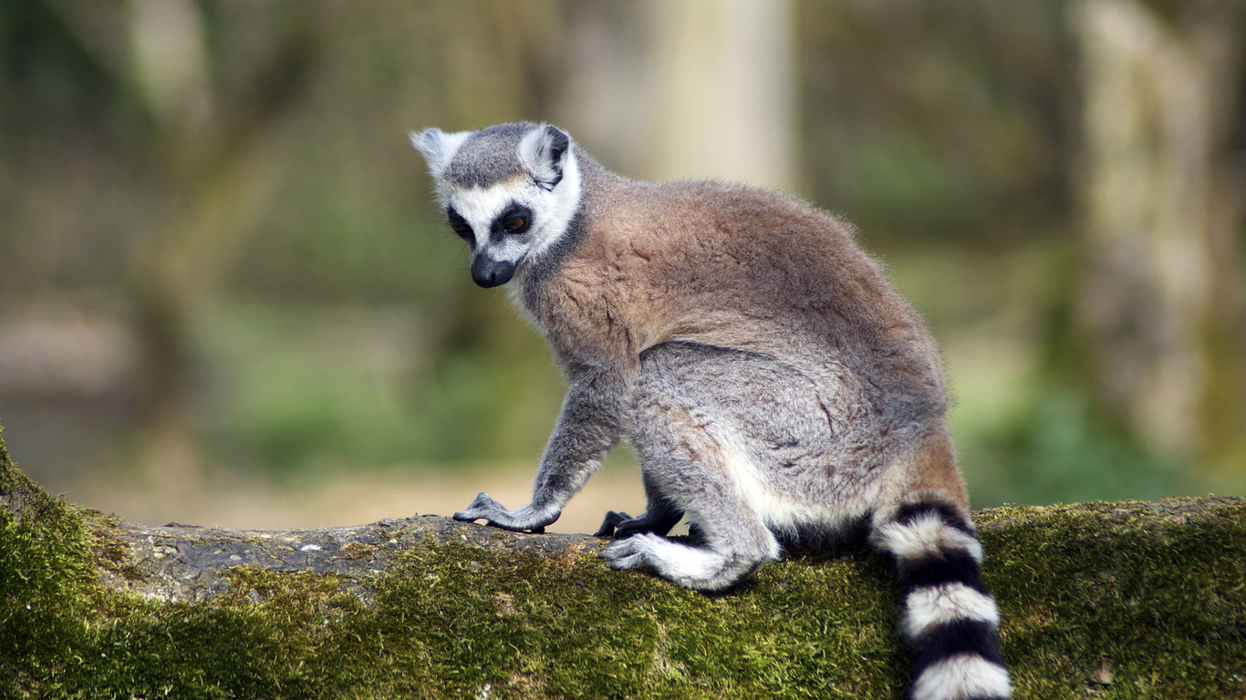 lemur, branch, tree, forest, wild