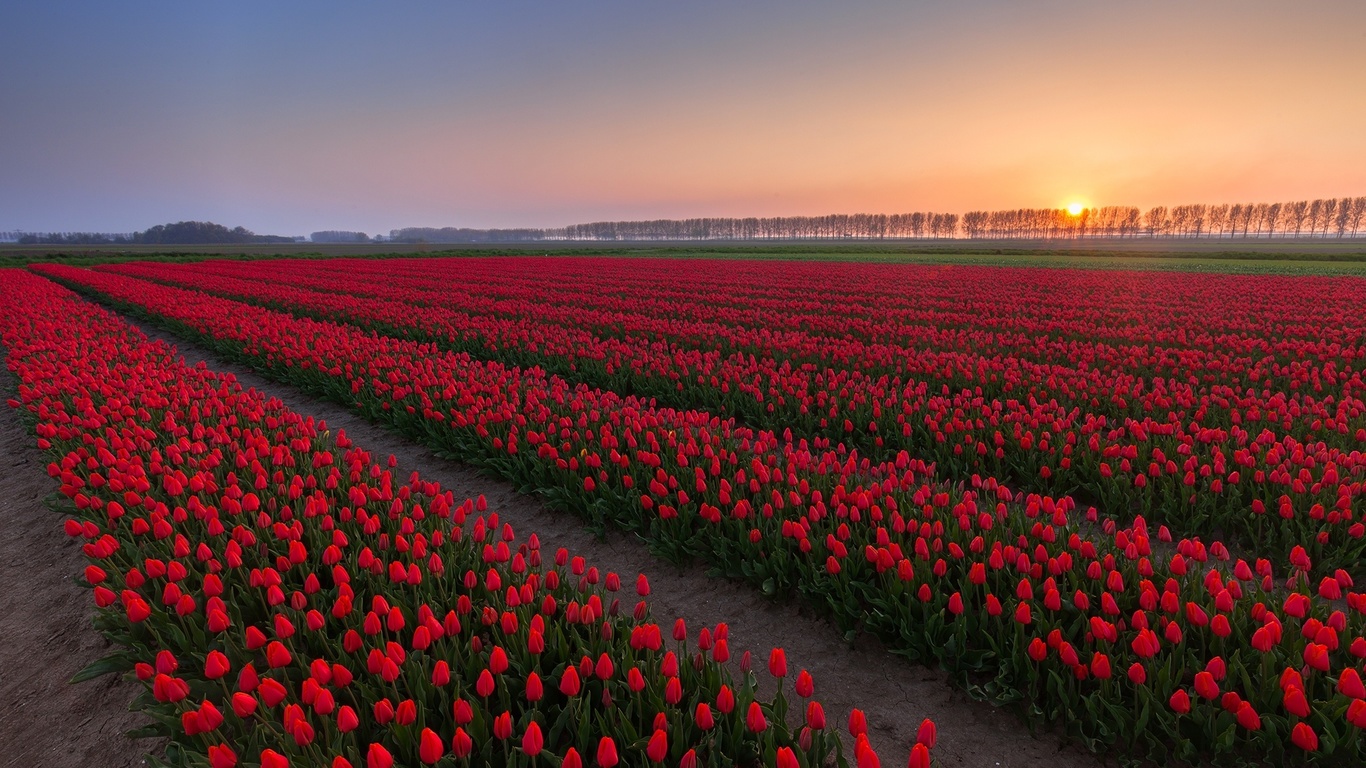 sunrise, sun, clouds, sky, flower, mountain, grass