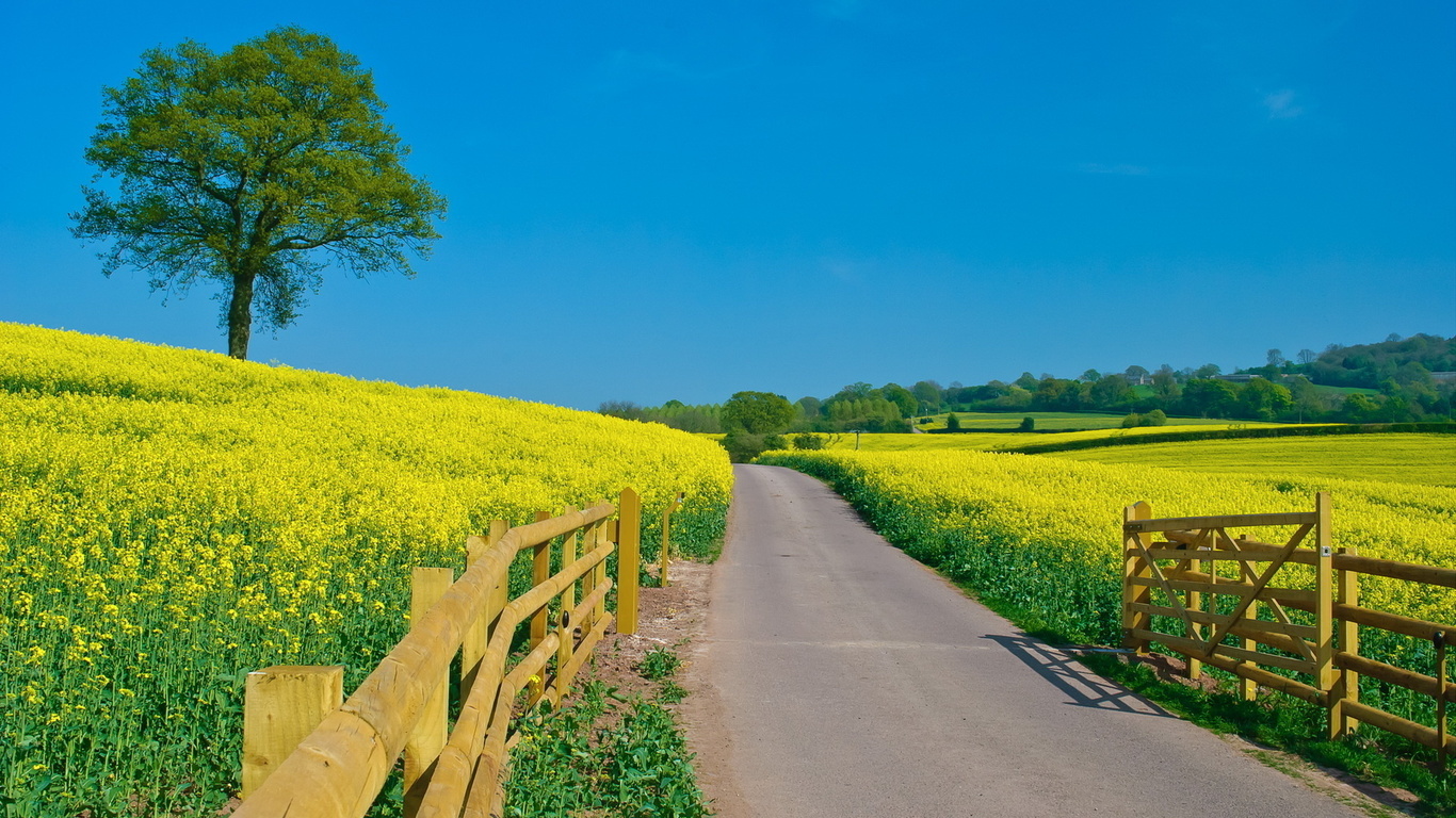 fields, flower, tree, fence, path