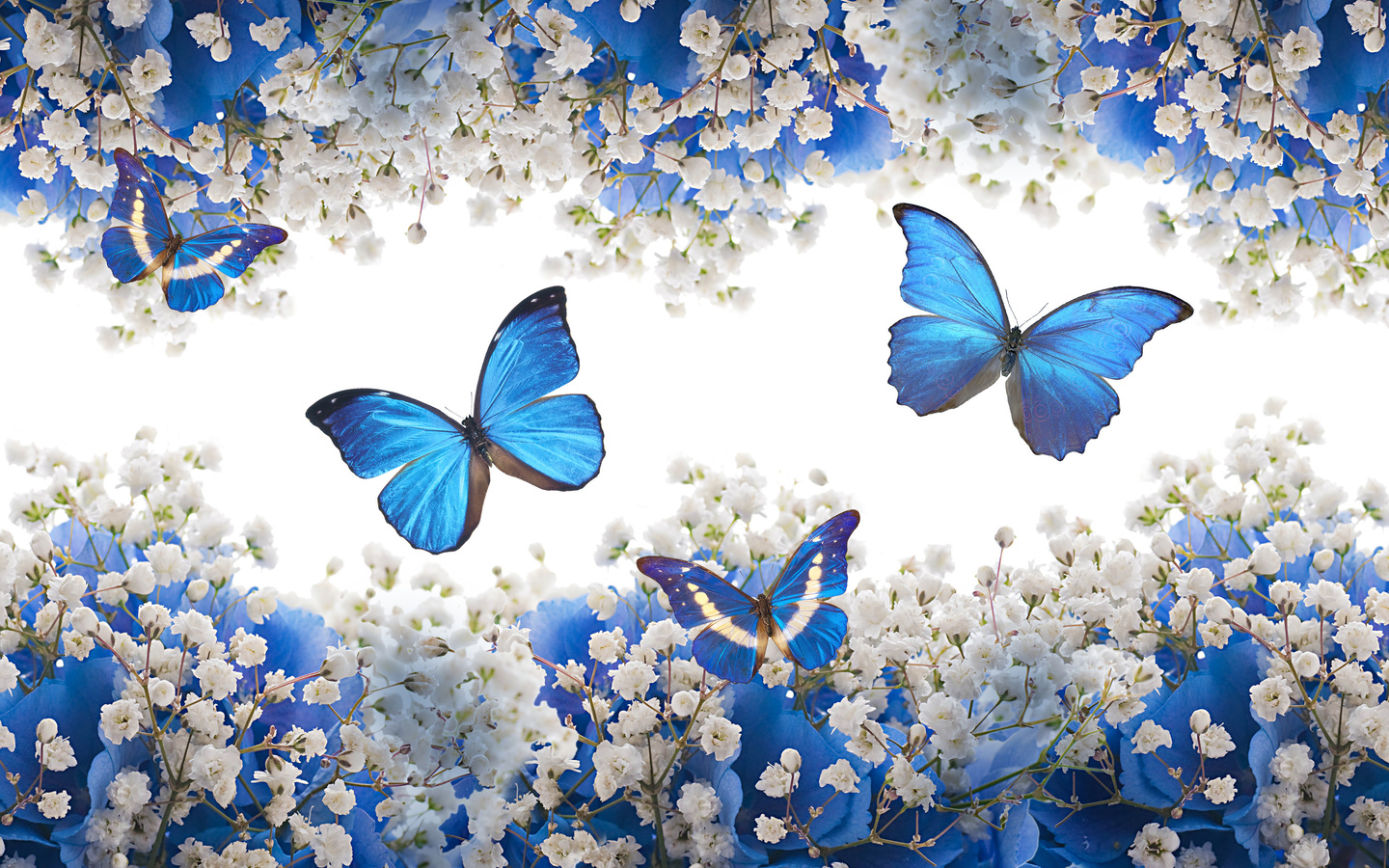 blue, white, flowers, blossom, butterflies, , 