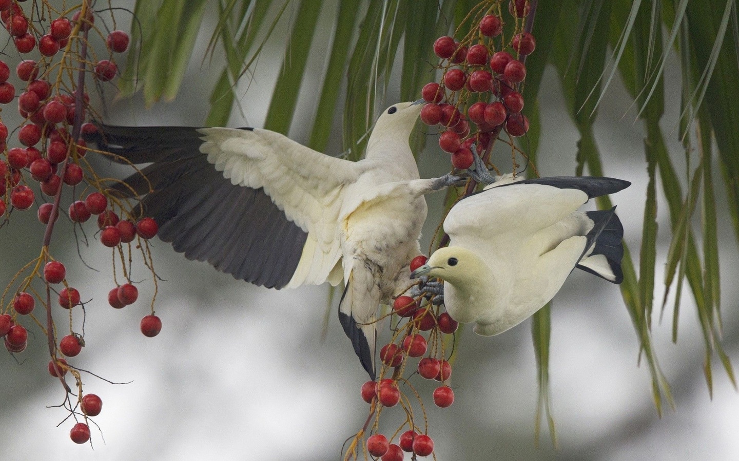 dove, pied, birds, tree, branch