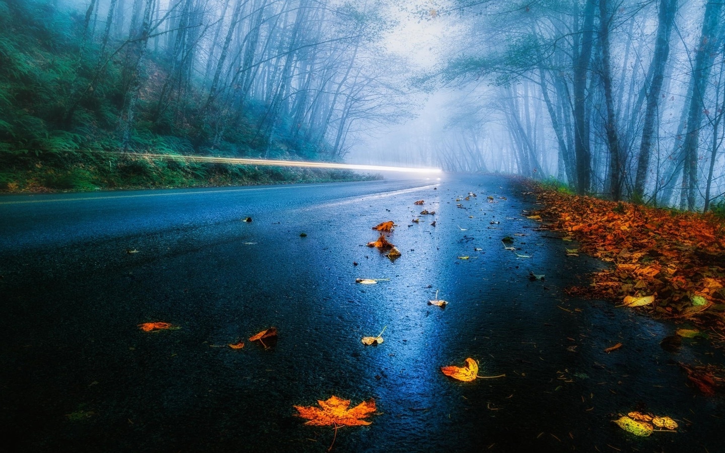 leaves, road, tree, mist