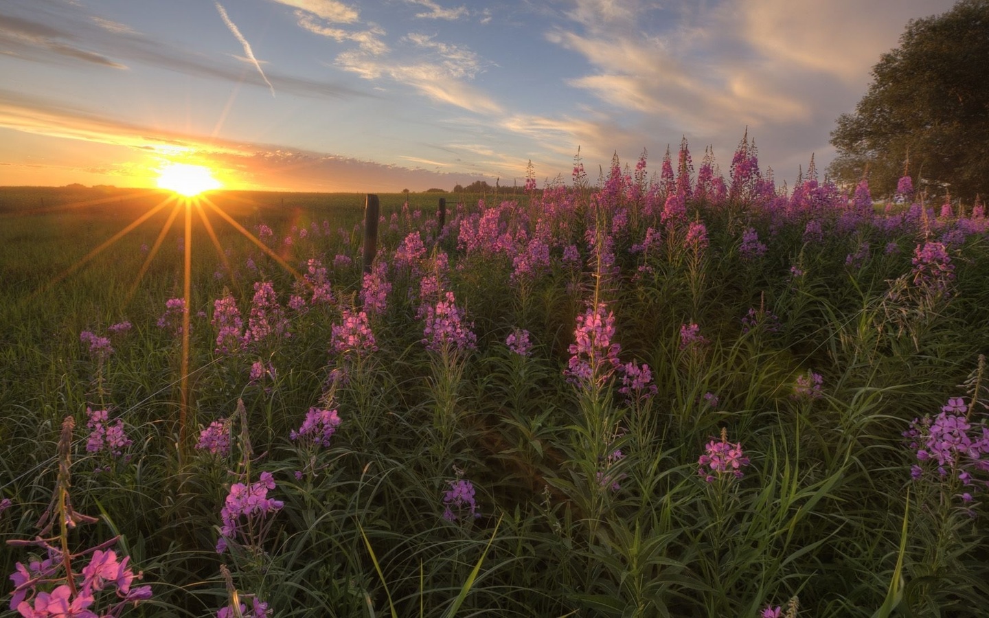 sunset, flower, sky, sun